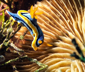 Nudibranch and coral
